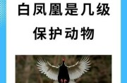 白凤凰飞行器获取途径是什么？需要满足什么条件？