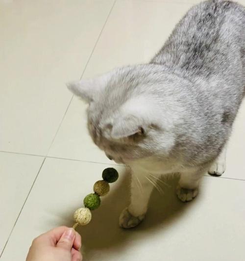 《小森生活猫薄荷获取攻略》（探寻猫咪的最爱！）