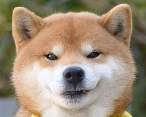 柴犬侠新手指南（打造强力卡组）