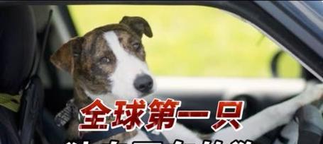 老司机宠物的获取途径是什么？它有何用途？