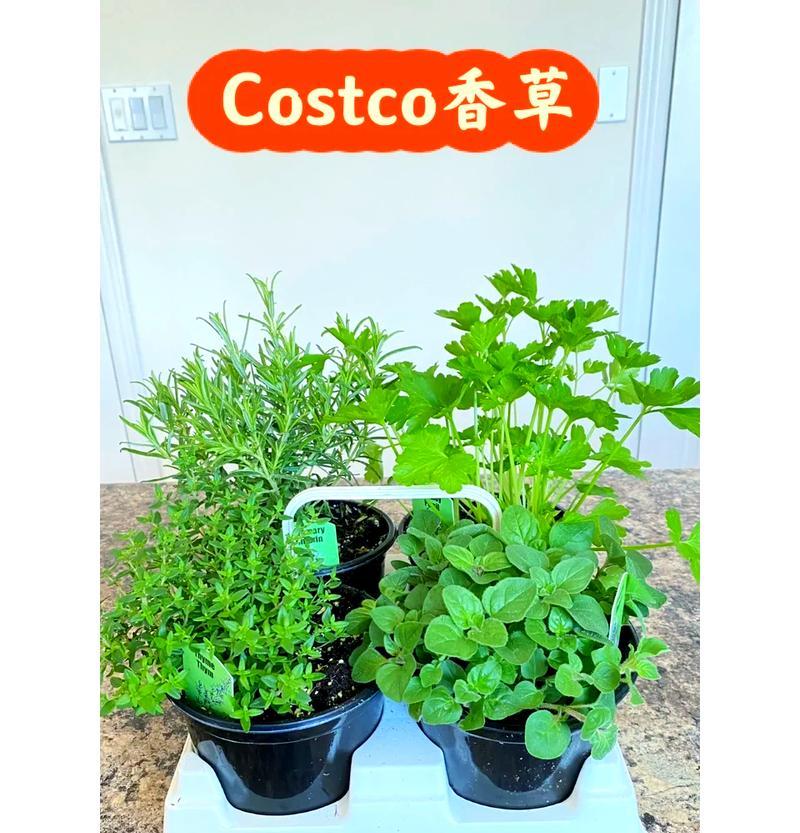 我的世界香草种植方法是什么？